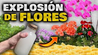 FLORACIÓN BRUTAL Abono Casero para PLANTAS y FLORES  Hacer Florecer Orquídeas Geranios y más [upl. by Knowland189]