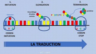 La traduction de lARNm en protéines [upl. by Nostrebor971]