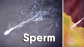 What Is SpermWhat is sperm made of medical animation sperm fertilization [upl. by Anastice340]