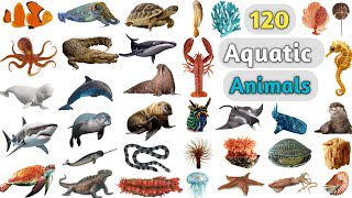 Aquatic Animals Vocabulary ll 120 Aquatic Animals Name in English with Pictures ll Water Animals [upl. by Mendelson]