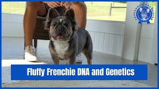 Fluffy Frenchie DNA and Genetics [upl. by Holtz524]