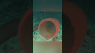 Pyrosomes strangest Ocean Phenomena 🌊 youtubeshorts yshorts shortscraft viral factsinurdu fact [upl. by Cirilo]