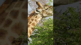 Giraffe eating in Kruger South Africa [upl. by Nidnerb]