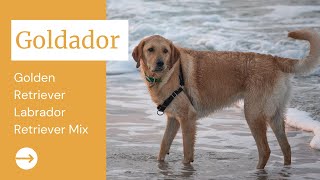 Goldador  Golden Retriever Labrador Retriever Mix [upl. by Shirlie]