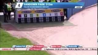 Amazing Greyhound Race at Sandown Park [upl. by Ennahs]