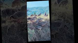 Flock of chukars стая кекликов shorts кыргызстан chukars кеклик mountains горы keklik [upl. by Calvin299]