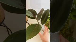 Rubber plant propagationbeautifulflowersintheworldhouseplants [upl. by Pierro740]