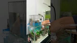 aquarium fish aquascape fishtank aquariumfish bettafish tanksetup [upl. by Eseerahs]