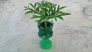 Plastic Bottle Flower Pot  plastic bottle craft [upl. by Cira]