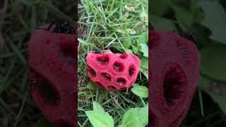 Clathrus Ruber aka John Crow Blow Nose [upl. by Ardnalac902]