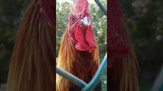 Gallic Rooster  Coq Gaulois 🐓 [upl. by Arlan441]