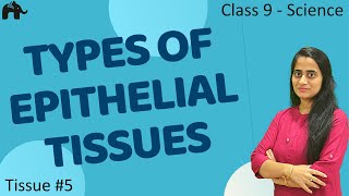 Types of Epithelial Tissues 5 Class 9 Science CBSE 9th Biology [upl. by Aleibarg535]