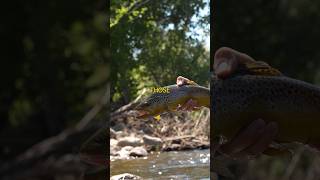 Fly Fishing Utahs Famous Hopper Season flytying fishing [upl. by Atilek]