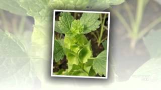 Moluccella  garden plants [upl. by Haily]