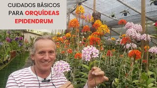 Cuidados Básicos para Orquídeas Epidendrum Guía Completa para su Cultivo Exitoso [upl. by Yunick]