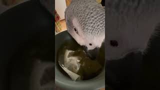 Enjoying a cup of chamomile tea before bed africangrey parrots [upl. by Hernandez]