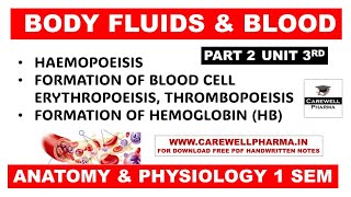 Hematopoiesis  Formation of Bood  Formation of Hemoglobin  Part 2 Unit 3  Anatomy and Physiology [upl. by Greggory]