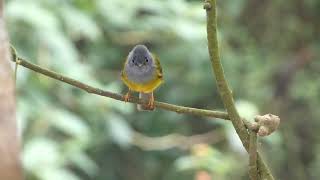 Greyheaded CanaryFlycatcher [upl. by Otto]