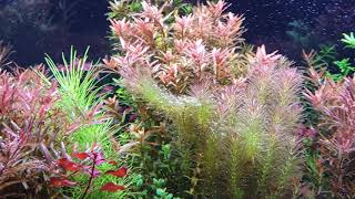 Fresh water aquarium planted Wood Shrimp Amano Shimp Otocinclus Fish Monte carlo carpet Rotala [upl. by Nydia]