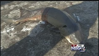 Sturgeon Spearing Season Ends with a Bang [upl. by Yolande630]