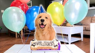 My Dog Reaches 1 Million Instagram Followers [upl. by Dichy]