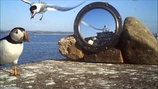 Roseate Tern  Moving a puffin on [upl. by Ileek602]