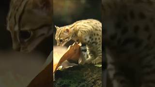 Rusty spotted cat facts spacefact spacefacts ytshorts animals spaceinformation shorts [upl. by Bedelia]