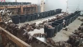 Snail farm breeding room 2019 kerry escargot [upl. by Kleon473]