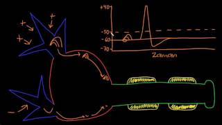 Nöron Aksiyon Potansiyelinin Tanımı Sinir Sistemi Fizyolojisi [upl. by Shara]