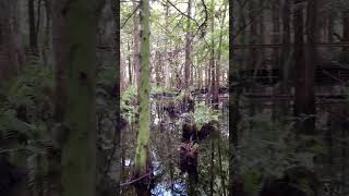 Cypress swamps floridanature [upl. by Goodhen]