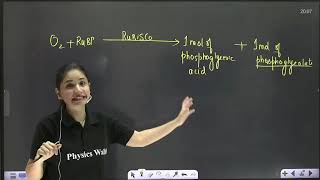 photosynthesis in higher plants Full Chapter Explanation only in 25 minutes [upl. by Poler96]