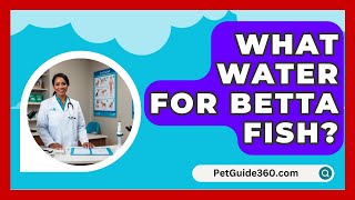 What Water For Betta Fish  PetGuide360com [upl. by Anoed]