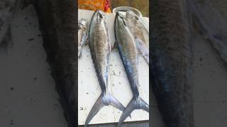 💥Kasimedu Fish Market காசிமேடு மீன் சந்தை [upl. by Candie]