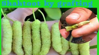 Mulberry bud grafting or shahtoot ky grafting [upl. by Oirazan]