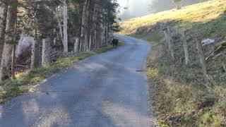 20241114 chamois on the road to Le Suchet VD CH [upl. by Minette]