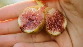 The Best Early Fig Varieties [upl. by Anik]