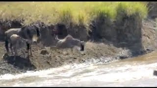 The Great Wildebeest Migration River Crossing  Thomson Safaris guest video [upl. by Jenkel]