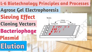 L6BiotechnologyPrinciples and ProcessesGel ElectrophoresisCloning VectorsPlasmidBacteriophage [upl. by Esch536]