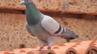 ESP795132017 First pigeon arriving Sunday May 27 2018 300 Km Tough Race Lanzarote Island [upl. by Britney]