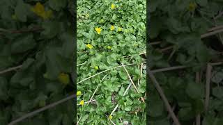 How to Identify Lesser Celandine Ficaria verna [upl. by Lewes]