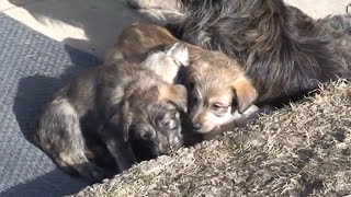 Berger Picard puppies 5 weeks old [upl. by Aramenta351]