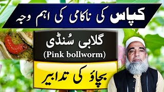 Strategy to control Pink bollworm in Cotton  Crop Reformer [upl. by Annohsal765]