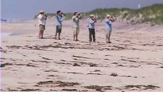 The Plight of the Piping Plover [upl. by Mayworm]