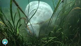 34 L9 Algae affects on Manatees [upl. by Infeld]