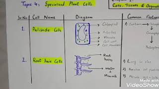 Some specialized plant cells [upl. by Nina]