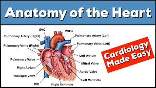 Anatomy of the Heart Structures and Blood Flow Cardiology Made Easy [upl. by Latreshia]