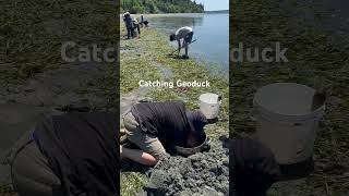 Geoduck Digging [upl. by Niret]