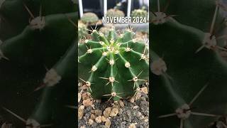 Echinopsis Oxygona on November 2024 echinopsis cactus cactaceae [upl. by Kauppi]