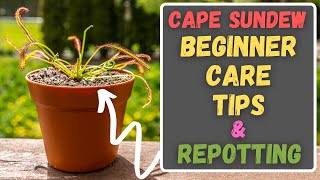 Cape Sundew Beginner Care Tips  How To Repot amp Care For A Drosera Capensis [upl. by Ileray]