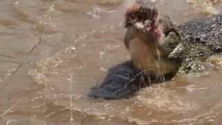 Crocodile swallows young zebras head in 1 go wait for the end Masai Mara  Kenia [upl. by Rusty408]